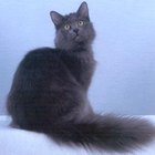 Cómo identificar un gato Nebelung