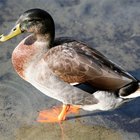 Cómo alimentar patos adultos