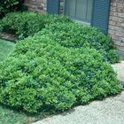 Cómo cultivar plantas pittosporum