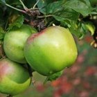 Cómo cultivar manzanos enanos