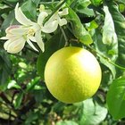 Cómo identificar diferentes tipos de limón