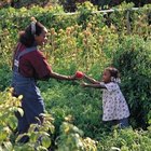 Cómo congelar tomates frescos de forma rápida y fácil