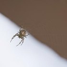 Cómo deshacerse de las arañas de tu casa