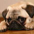 Como reduzir a queda de pelos em cães da raça Pug