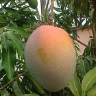 Cómo podar un árbol de mango