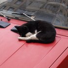 Cómo mantener a los gatos alejados de los vehículos