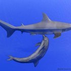Como os golfinhos combatem os tubarões?