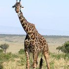 Como as girafas respiram?