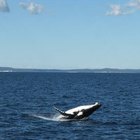 Como uma baleia se locomove no oceano?