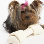 Cómo entrenar a tu pequeño cachorro yorkie miniatura para que defeque