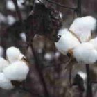 ¿Cuáles son los diferentes tipos de algodón?