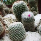 Cómo cultivar cactus desde semilla