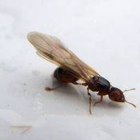 Como se livrar de formigas com asas
