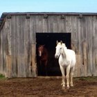 Cómo construir un cobertizo para caballos