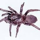 ¿Cómo se reproducen las arañas ctenízidas?