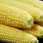 Como fazer etanol de milho?