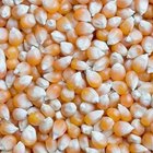 Cómo cultivar maíz pisingallo