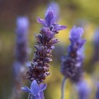 Cómo hacer aceite de lavanda en casa