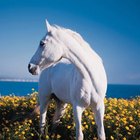 Quais são os tratamentos para sarna corióptica em cavalos?