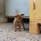 Cómo calcular el peso en edad adulta de un cachorro