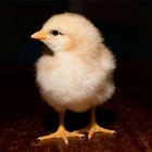 As galinhas podem transmitir doenças aos humanos?