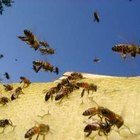 Como manter as abelhas longe de uma piscina