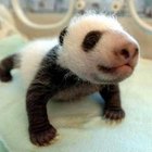 Información de pandas bebé