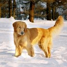 Cómo criar un cachorro Golden Retriever