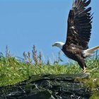 ¿Cómo protege a las especies la Ley de Especies en Peligro de Extinción?