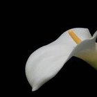 Cómo cuidar la planta Spathiphyllum