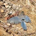 Cómo matar los ácaros en los pájaros