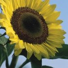 Cómo obtener semillas de tus girasoles