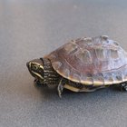 Como as tartarugas se alimentam?
