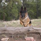 Cómo entrenar a un pastor alemán para que sea un perro guardián