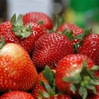 La mejor época para trasplantar plantas de fresas