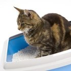 Cómo evitar que tu gato orine por fuera de la caja de are