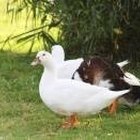 Os patos podem comer comida para galinhas?