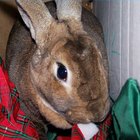 Cómo cuidar a un conejo doméstico