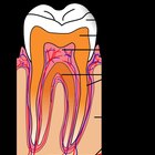 Qual é a composição química do dente humano?