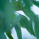 Cómo hacer aceite de eucalipto con hojas de eucalipto