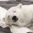 Efectos del clima en plantas y animales