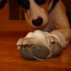 Por que um cão morde as unhas?