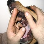 Cómo determinar la edad de un cachorro por sus dientes