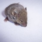 Cómo eliminar el olor a orina de ratón