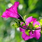 Cómo cuidar petunias en cestas colgantes