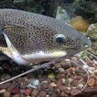 Cómo hacer la receta secreta del cebo para la pesca de bagres