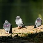 Cómo deshacerse de las palomas en el patio trasero