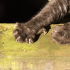 Cómo evitar que un gato arañe los muebles de cuero