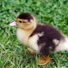 Cómo construir una incubadora de huevos de pato