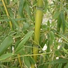 Cómo plantar bambú corriente